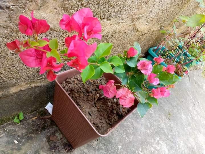 Ask Homestay Ella Extérieur photo