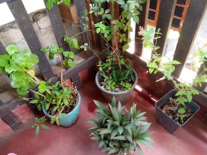 Ask Homestay Ella Extérieur photo